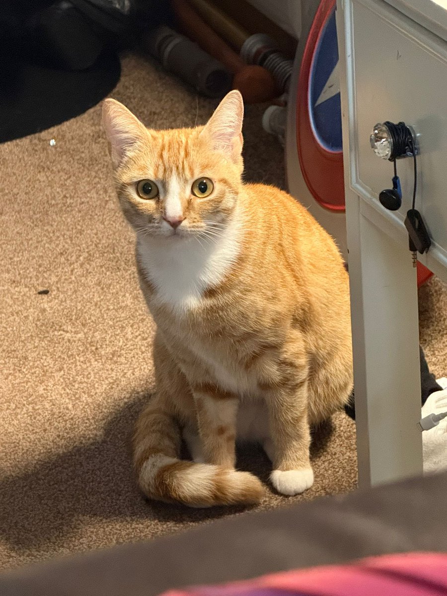 satoruzii's tweet image. This is Daisy.
Daisy has been missing for one week and it’s shattered me to my core. Been looking for her every day, every hour. I am desperately asking for your help.
If you have any information, please contact me directly or number below.
Havering Gardens.
Thanks