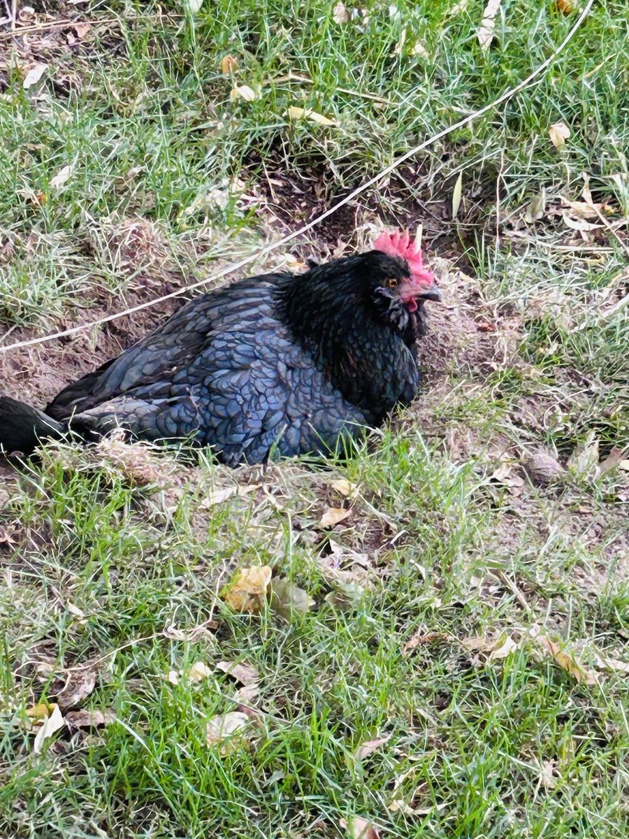 Chiprockabilly's tweet image. Sometimes Emmylou digs a dust bath so deep into the yard she nearly disappears 😂