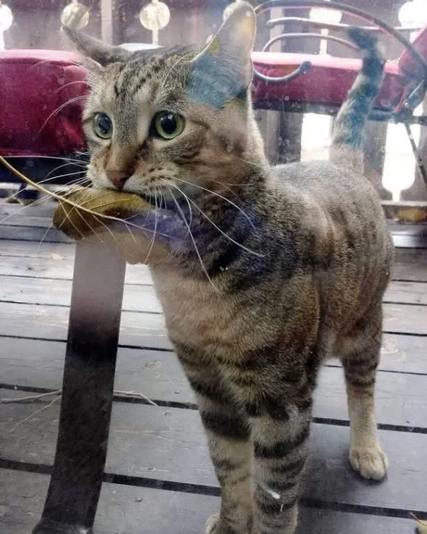 Увидев,как люди приходят за рыбой и дают хозяину магазина деньги,эта кошка пришла и принесла лист,чтобы заплатить за рыбу.
В первый день хозяин магазина подумал,что это очень мило,поэтому подарил ей маленькую рыбку.
Теперь каждый день эта кошка приходит купить рыбу с листиком 🐾