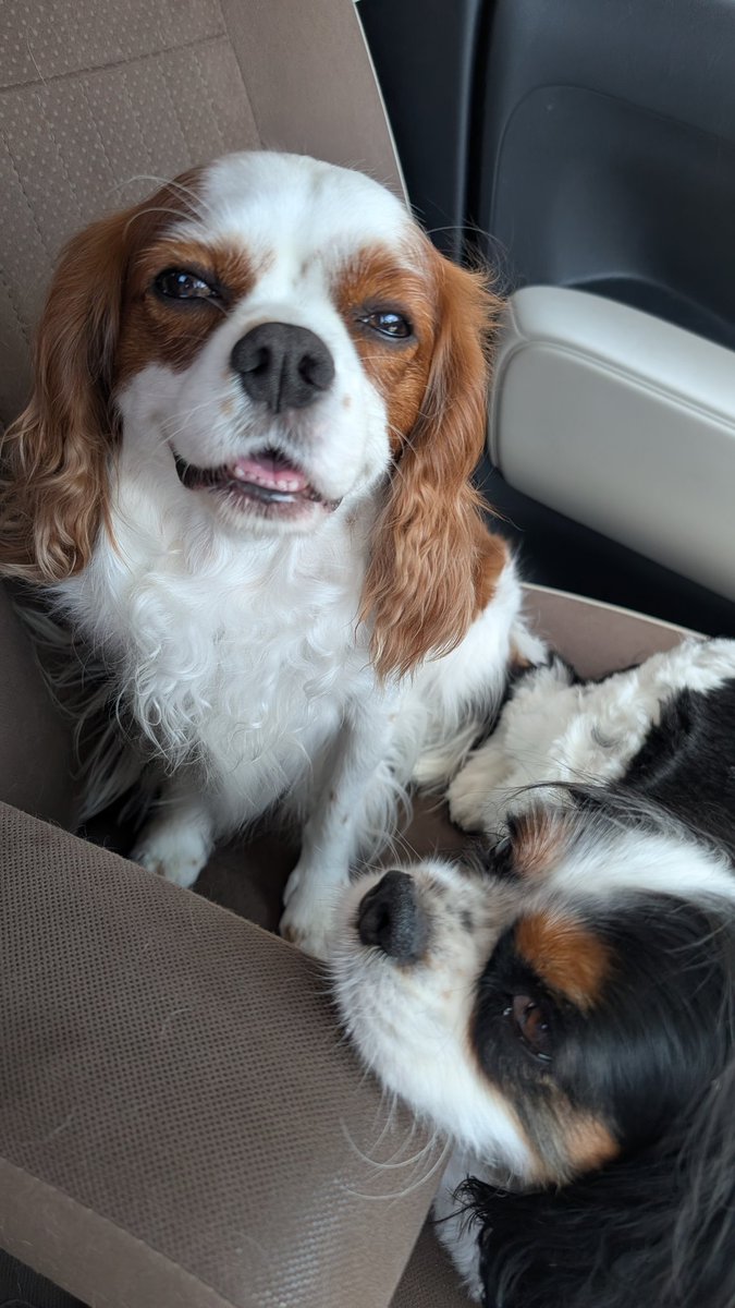 🐶じぃちゃんのお友達が🍉をくれるっていうので、貰いに行ったよ🚗💨
🍉中玉6個もくれた🐾
うち4人家族👩🏻🐶🐶👴🏼食べきれるかな？
(´T｀*U)っ"ﾊﾟﾀﾊﾟﾀ🎶