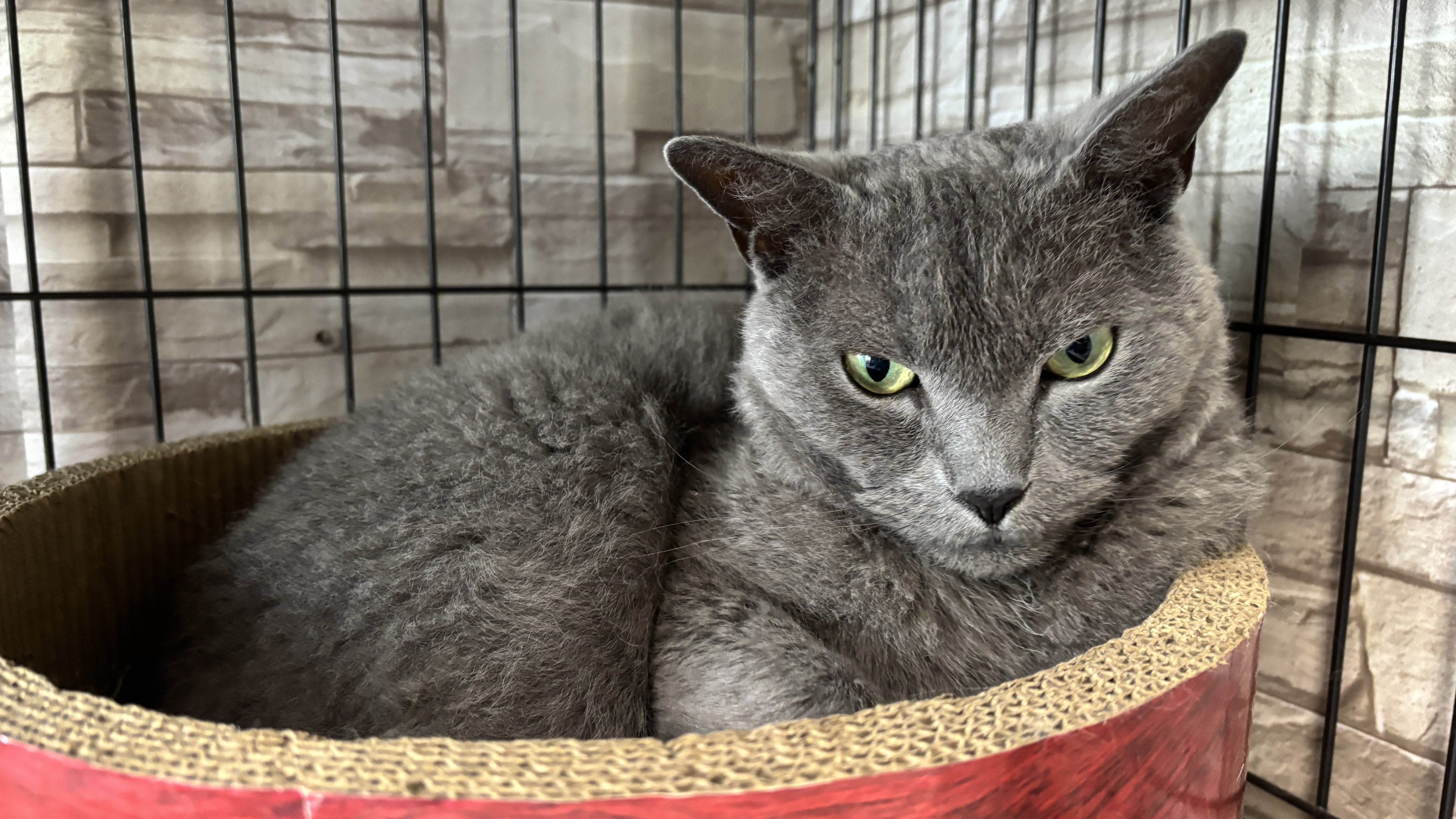 新品 希少 レア ねこぢる 当店出産】【KIKUCHI PET】 仔犬仔猫 No.250728 ラグドール