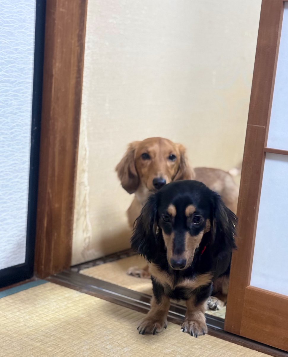 020209150714's tweet photo. だるまさんが…転んだ！ https://t.co/9URx7xh9qi
