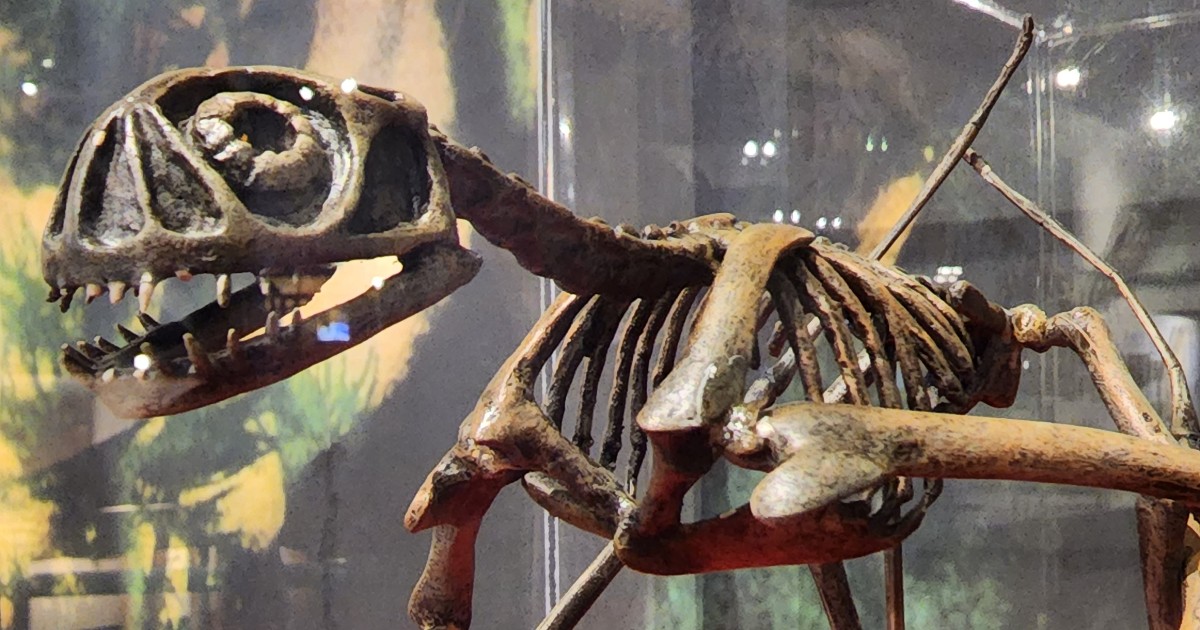 AZMNH's tweet image. A little light paleontological reading for your weekend. AZMNH has a flock of pterosaurs, so it's no wonder you will find AZMMH Curator of Natural History Gavin McCoullough quoted in this article about a recent discovery in Arizona.

kjzz.org/science/2025-0…