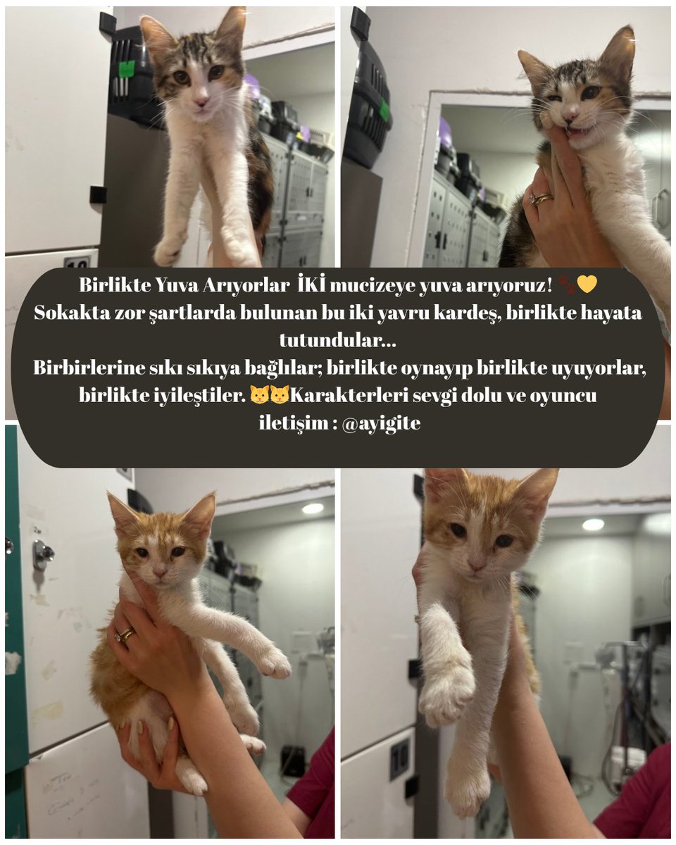 Bir değil, İKİ mucizeye yuva arıyoruz! 🐾
Sokakta zor şartlarda bulunan bu iki yavru kardeş, birlikte hayata tutundular
Birbirlerine sıkı sıkıya bağlılar; birlikte oynayıp birlikte uyuyorlar, birlikte iyileştiler. Tüm veteriner kontrolleri yapıldı.