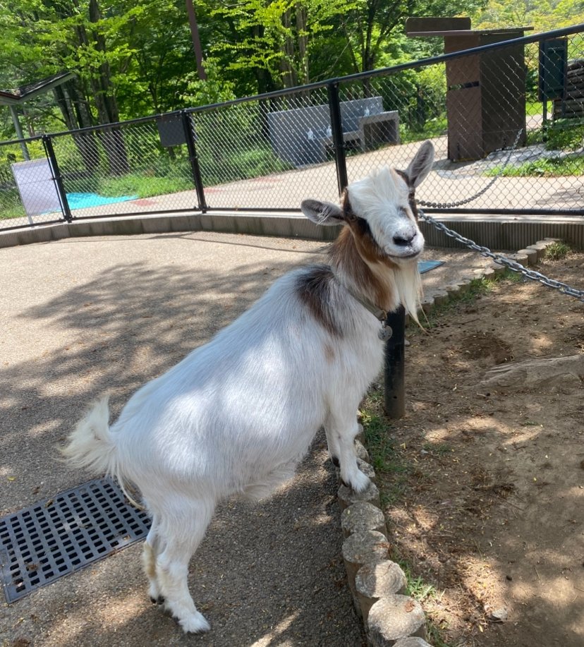 moriokazoo's tweet image. ある日担当者がヤギ広場の掃除をしに向かうと、ヤギのメス“ぱーる”が植栽囲いの淵に前足を乗せたままこちらを見ていました。振り向いたお顔もとても美人な“ぱーる”でした!!
#ZOOMO #つながるいのち #行こうぜZOOMO #盛岡市動物公園ZOOMO #盛岡市