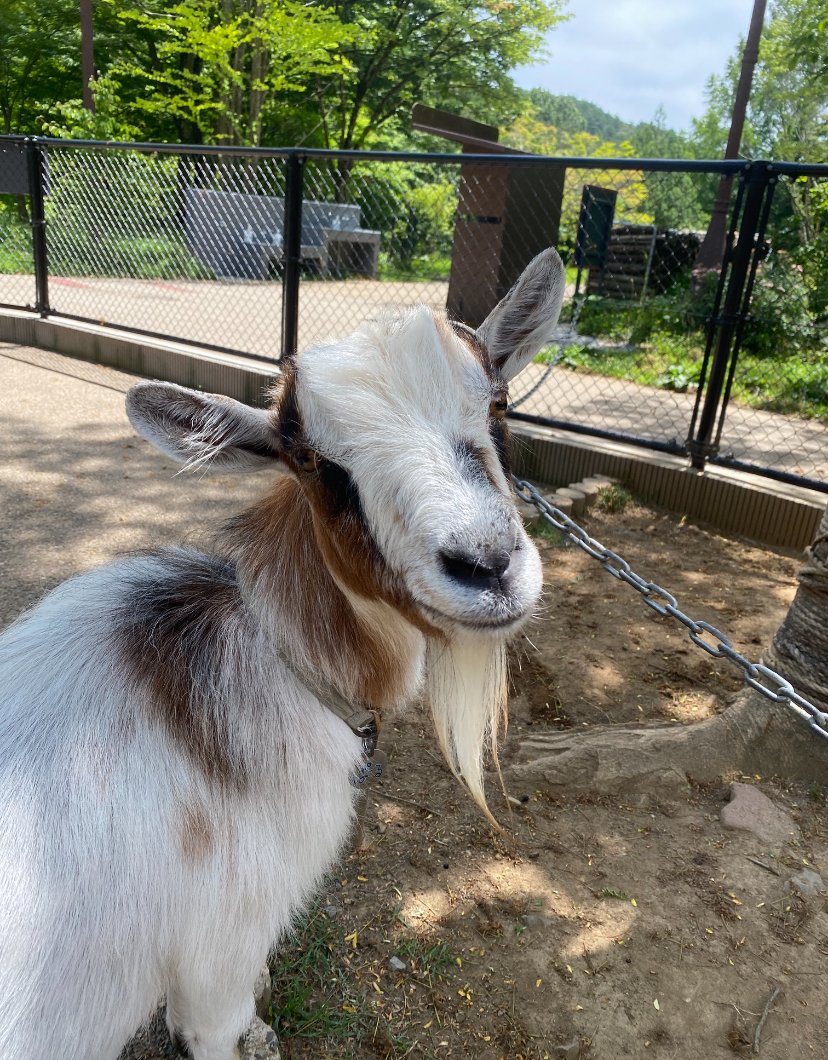 moriokazoo's tweet image. ある日担当者がヤギ広場の掃除をしに向かうと、ヤギのメス“ぱーる”が植栽囲いの淵に前足を乗せたままこちらを見ていました。振り向いたお顔もとても美人な“ぱーる”でした!!
#ZOOMO #つながるいのち #行こうぜZOOMO #盛岡市動物公園ZOOMO #盛岡市
