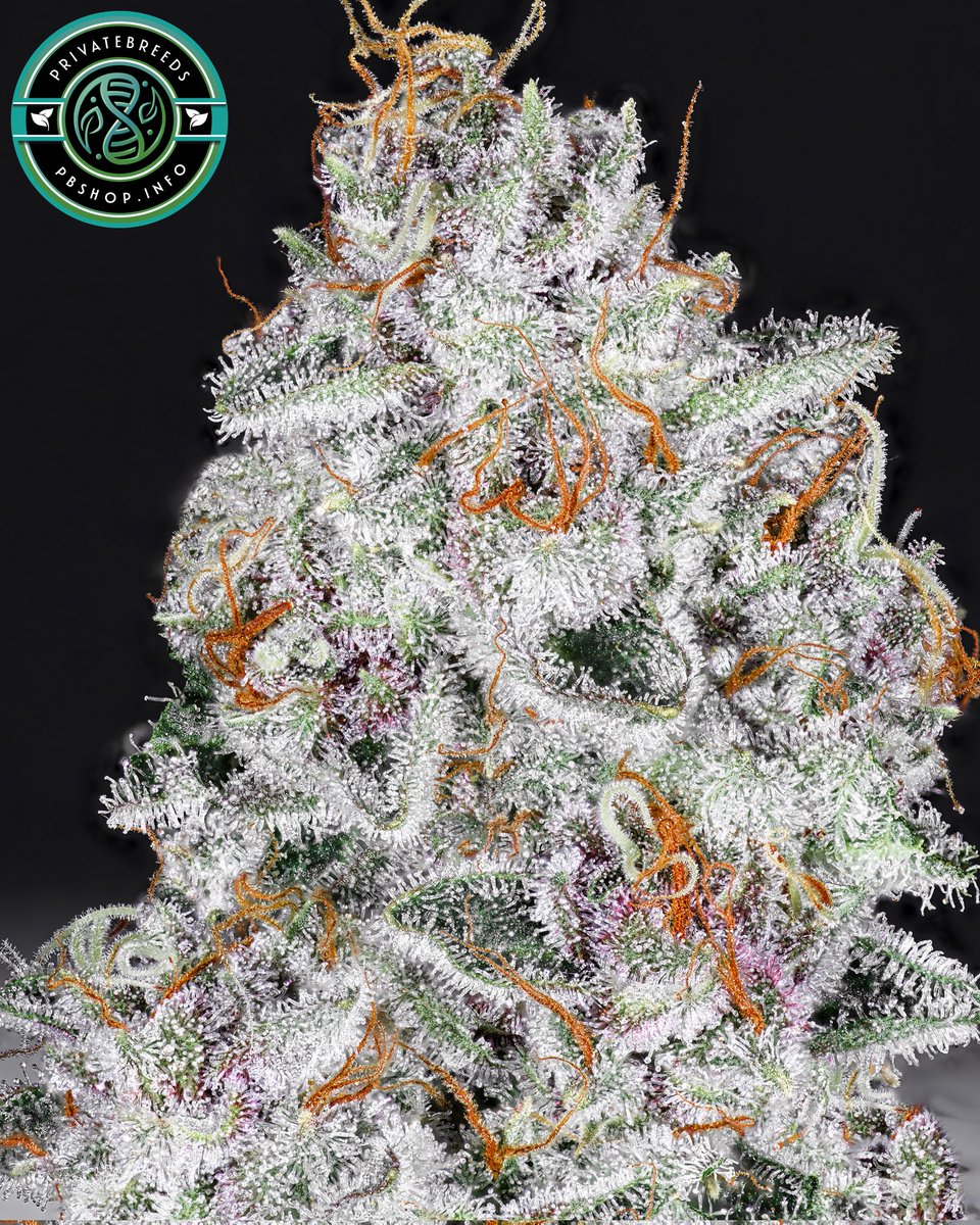 Privatebreeds's tweet image. Frozen Unicorn (relentless SPEECHLESS stray cut x PURPLE UNICORN bodhi cut) bred by @StrayfoxGardenz
These were fun to run, serious trichome production. Some a true purples going purple as soon as flowering starts but in the end I preferred the green phenos like this one…