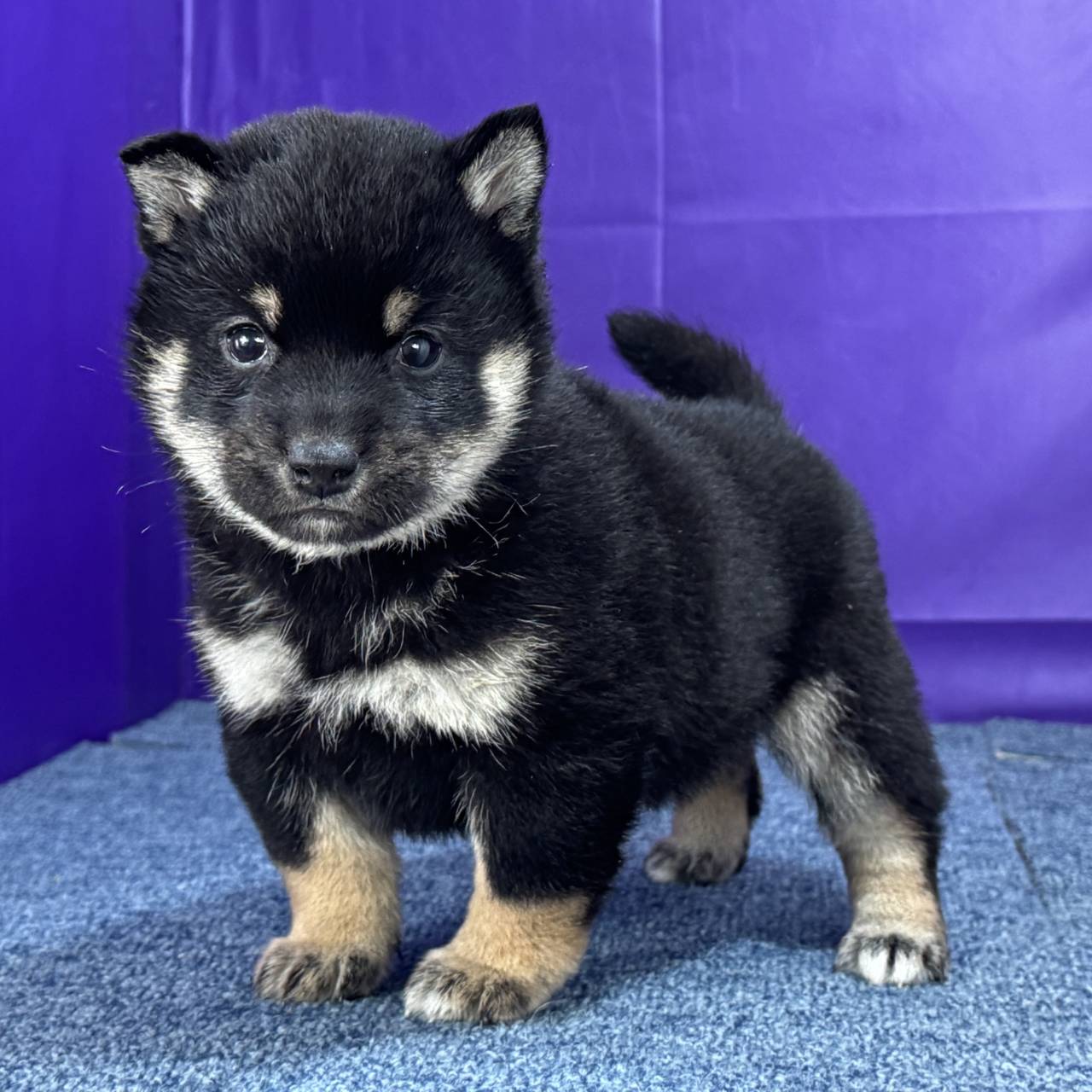 黒柴あおい 黒柴あおい🐾 on X: 