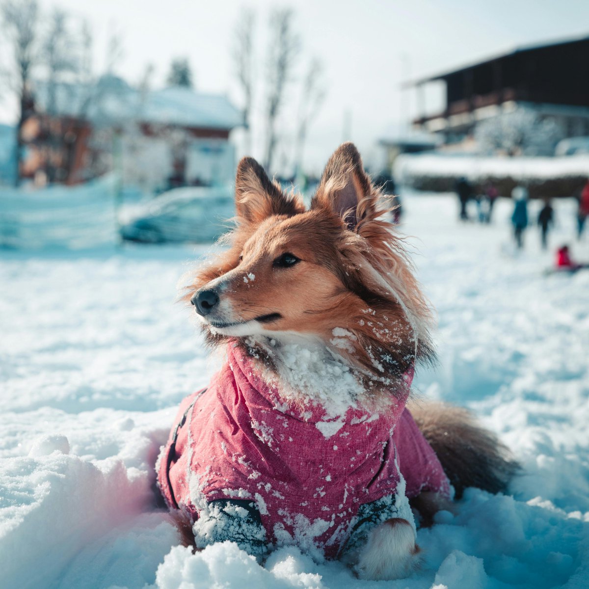 doggsdelight's tweet photo. From playful walks to backyard zoomies, grab the gear that keeps tails wagging. Shop now and get your pup movin’!
https://t.co/C1vPCJTuCw
#AdventurePup #DogFunKit #TailWagGear #HappyDogDays #FurryExplorer #PawfectEssentials #FunLovingDogLife #ShopNow #ZoomieReady https://t.co/IUFYrY5SOX