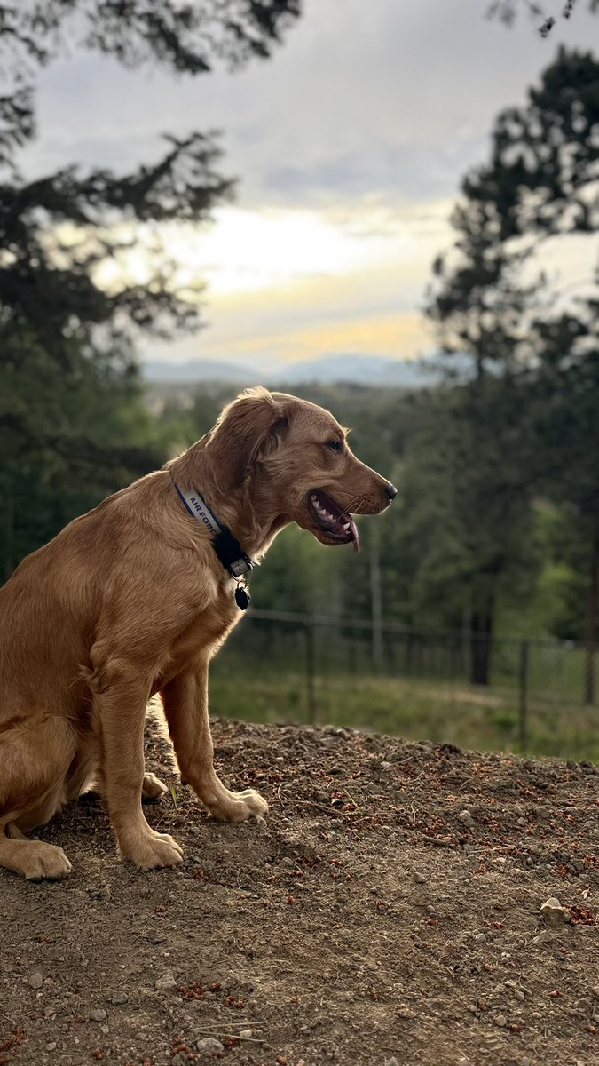TheOSUBuckeye09's tweet image. Golden light, golden heart. The world slows down when you sit beside wonder. #GoldenRetriever #DogLovers #NaturePoetry #Colorado #EveningGlow