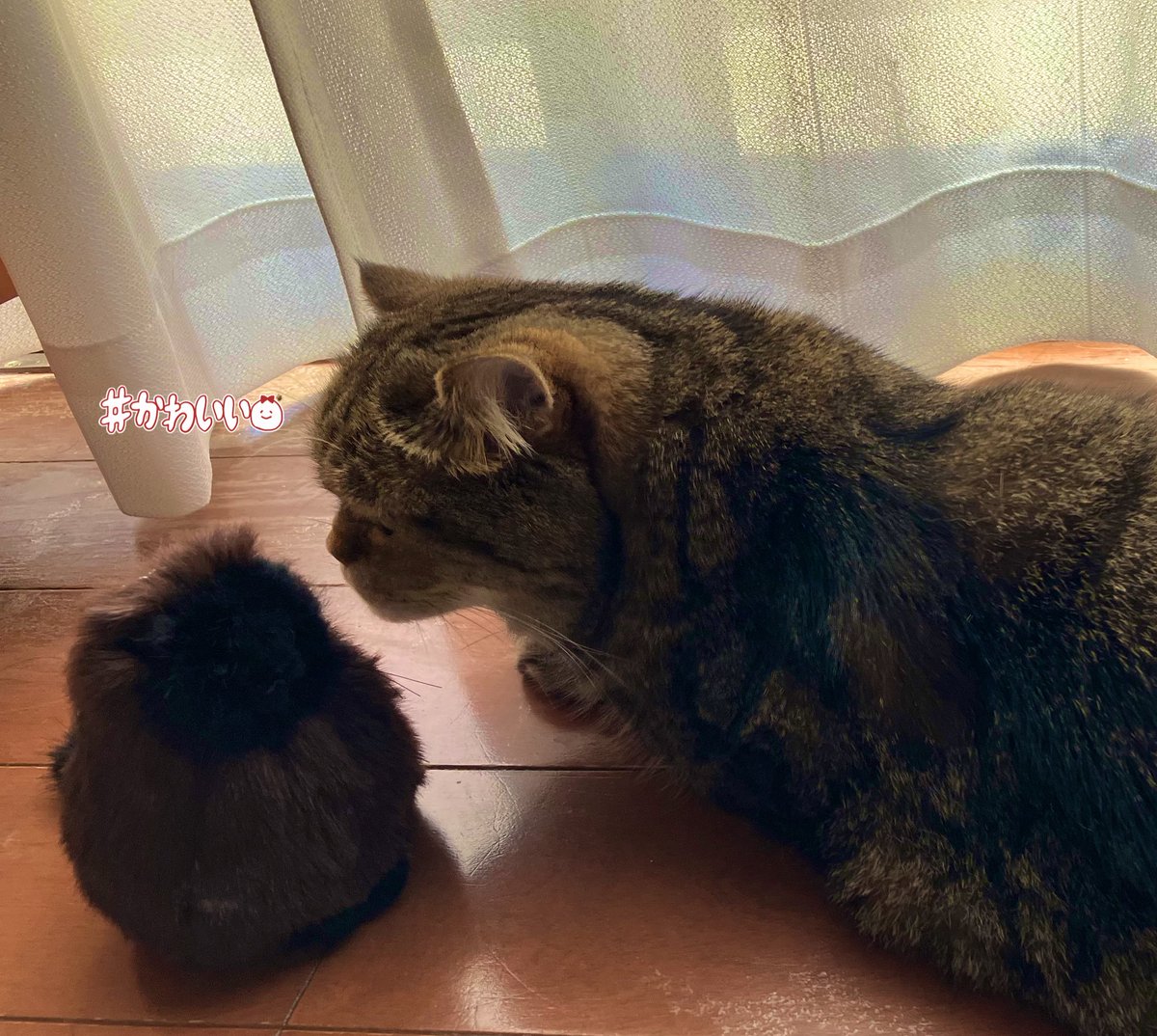 ねこさん🦉7/22まで代官山イベント🧸 (@necosan__cat) / X