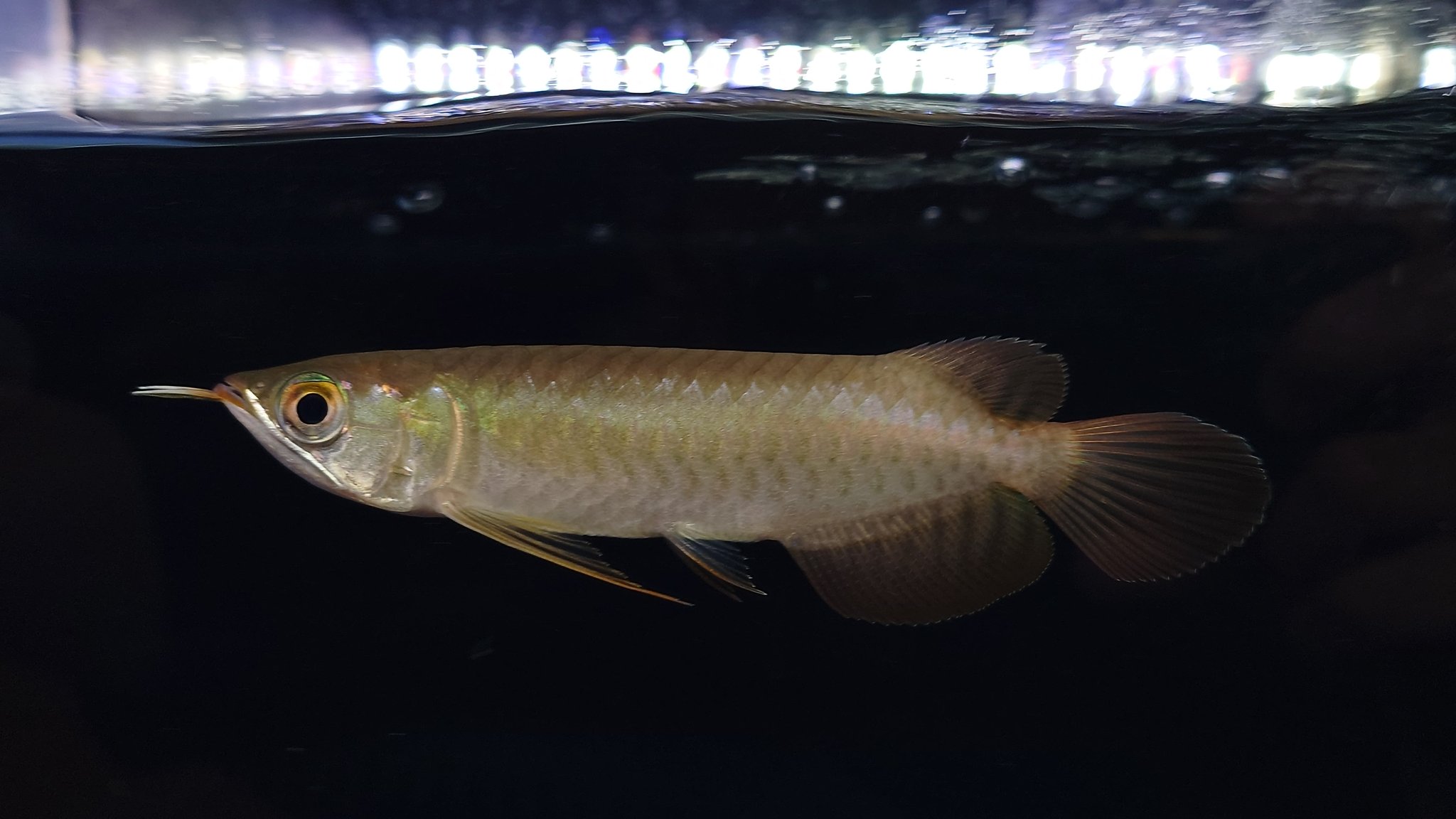 魚の敵 様 12本セット ご検討中専用です。 【公式通販】