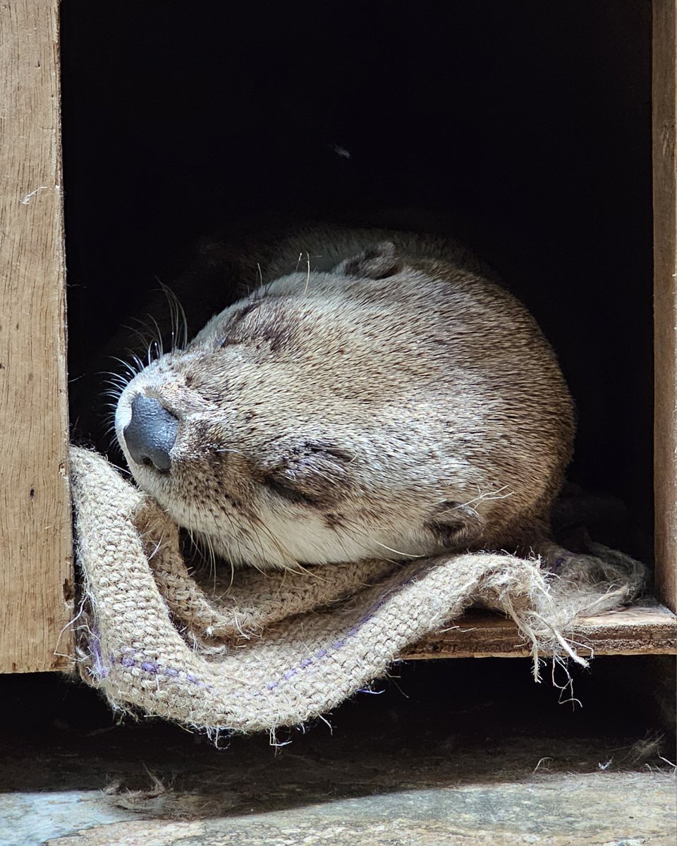 moriokazoo's tweet image. 朝の作業の時に見た、麻袋を枕代わりにして寝ているカナダカワウソのメス“カエデ”です。“カエデ”が放飼場に出た後、掃除のため巣箱を開けました。そこには派手に破られた麻袋がありました。どんな行動をしたら麻袋の底がこんなにキレイに破れるのでしょうか。#ZOOMO #つながるいのち #行こうぜZOOMO