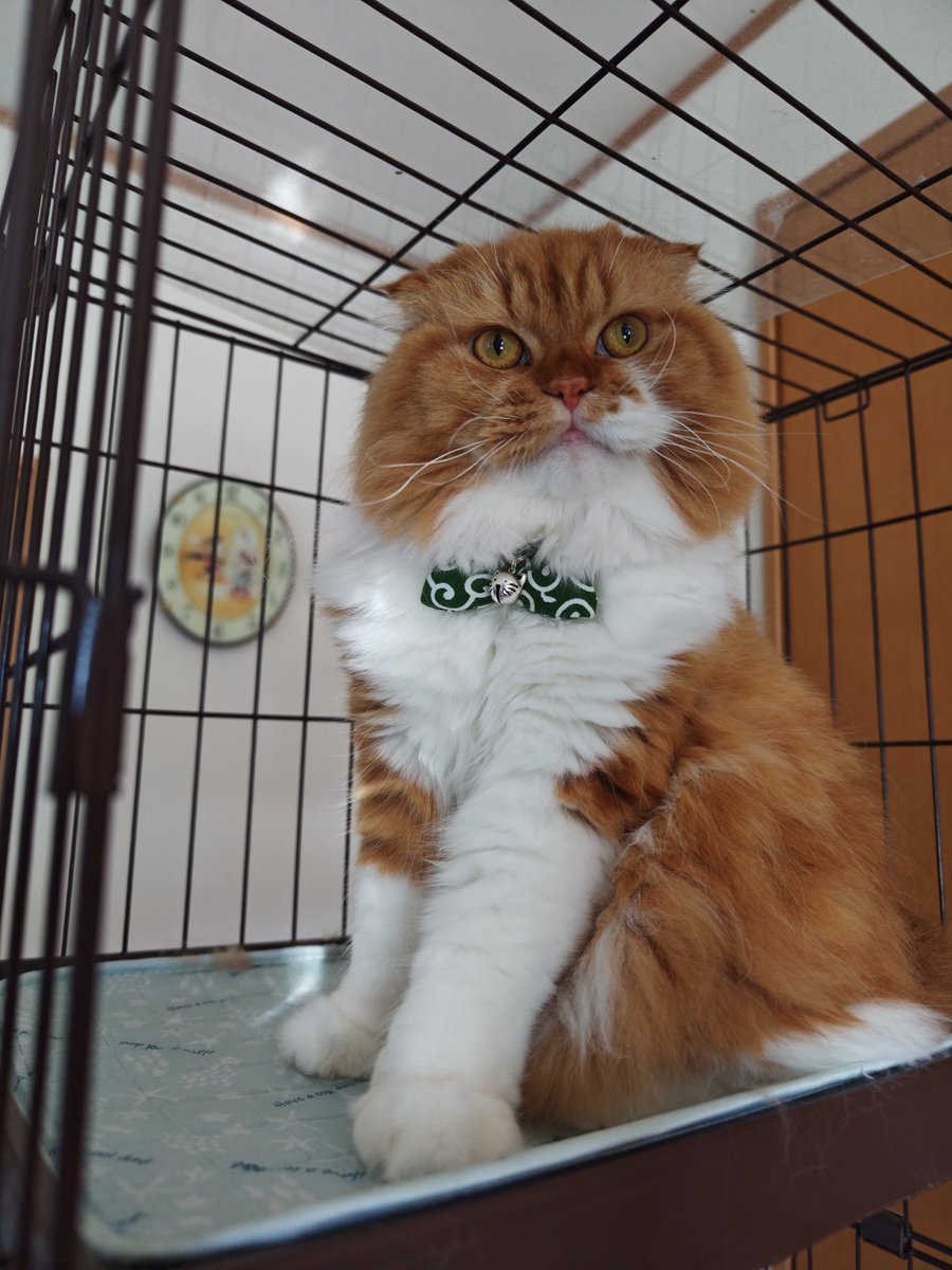 oremimidanodano's tweet image. 新しい首輪✨
鈴は猫の顔に付け替えたよ~~~(='ω'=)
#唐草模様 #茶トラ #新しい首輪
#スコティッシュフォールド
#猫好きさんと繫がりたい