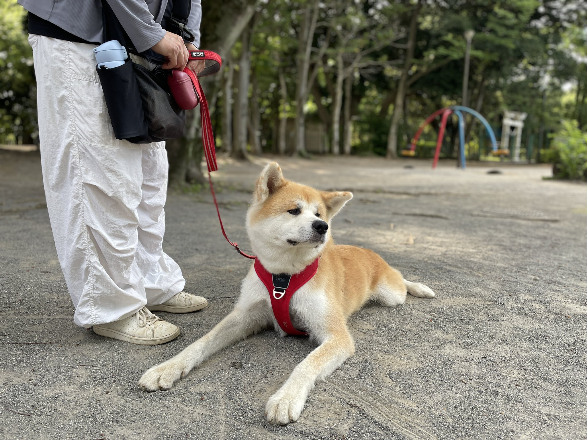 油絵　FUUTA確認　友だちの歌を聴く犬 sddefault.jpg