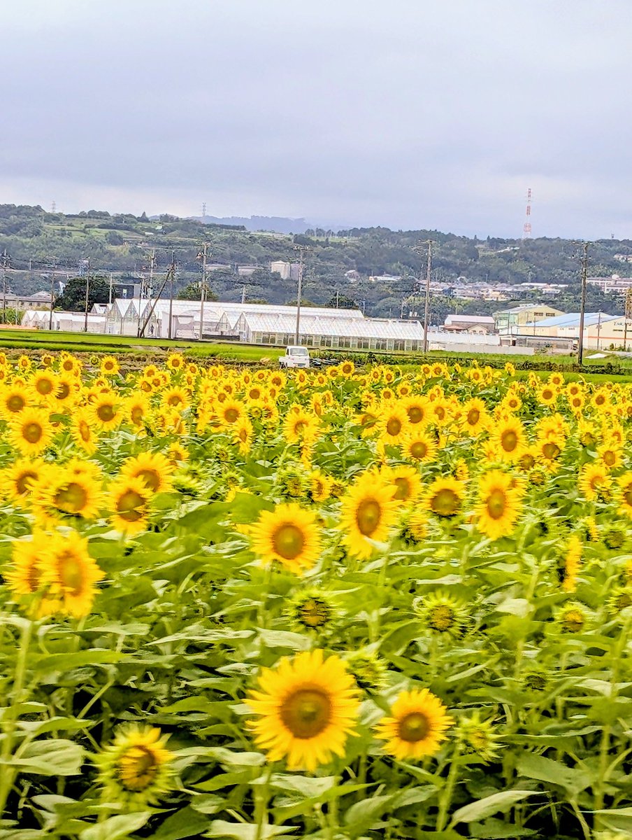 偶然見つけた向日葵畑。
アパホテルの交差点を西にビャーって走って エテルナとか過ぎて どんつきを左に曲がった先の 右側の田んぼです。コンビニの向かいくらい。
と、どローカルな説明をしてみる(笑)