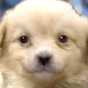 puppyhueka's tweet image. 