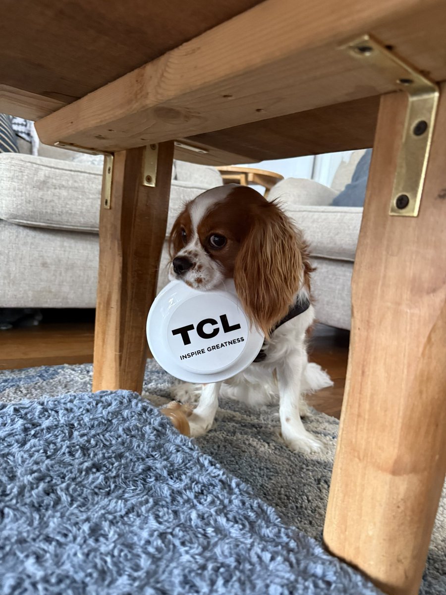 LegendaryScoop's tweet image. I have your next brand ambassador, @TCL_USA.