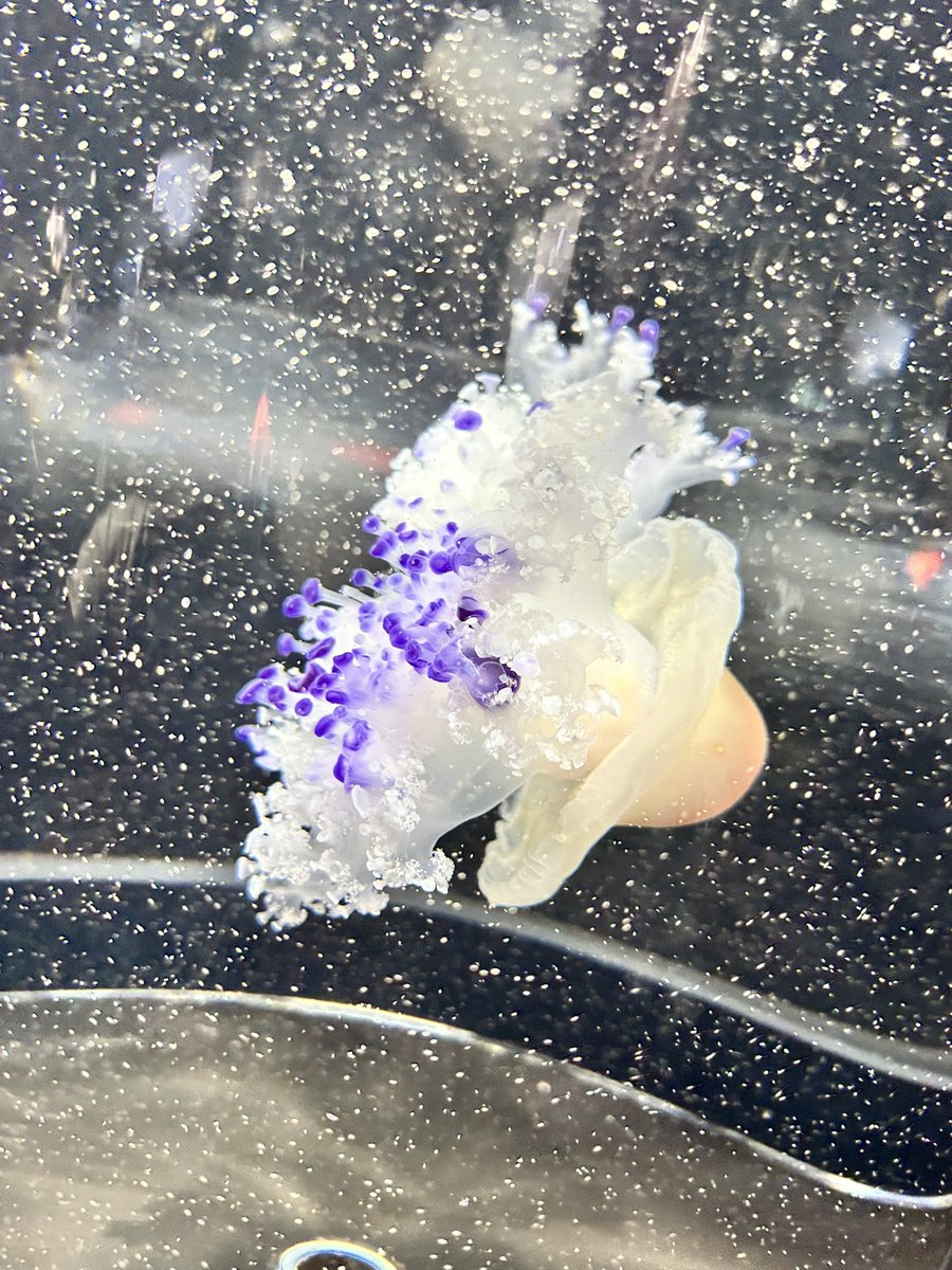iitvBehbRMvo312's tweet photo. 夏休み初日の水族館＆釣り旅in山形🐟

バックヤードツアー子供達大喜びで良かった‼️クラゲの虜になりました🪼💙

釣りはリリースサイズのオオモンハタしか釣れず💦渚の交番周りはキス釣りセット必須と学びました🎣

 #加茂水族館
 #渚の交番カモンマーレ https://t.co/whPeanNru9