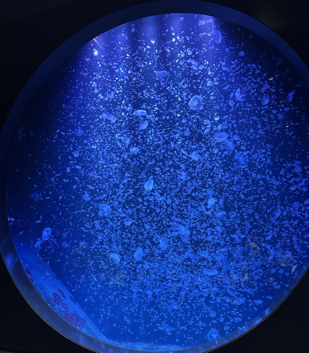 iitvBehbRMvo312's tweet photo. 夏休み初日の水族館＆釣り旅in山形🐟

バックヤードツアー子供達大喜びで良かった‼️クラゲの虜になりました🪼💙

釣りはリリースサイズのオオモンハタしか釣れず💦渚の交番周りはキス釣りセット必須と学びました🎣

 #加茂水族館
 #渚の交番カモンマーレ https://t.co/whPeanNru9