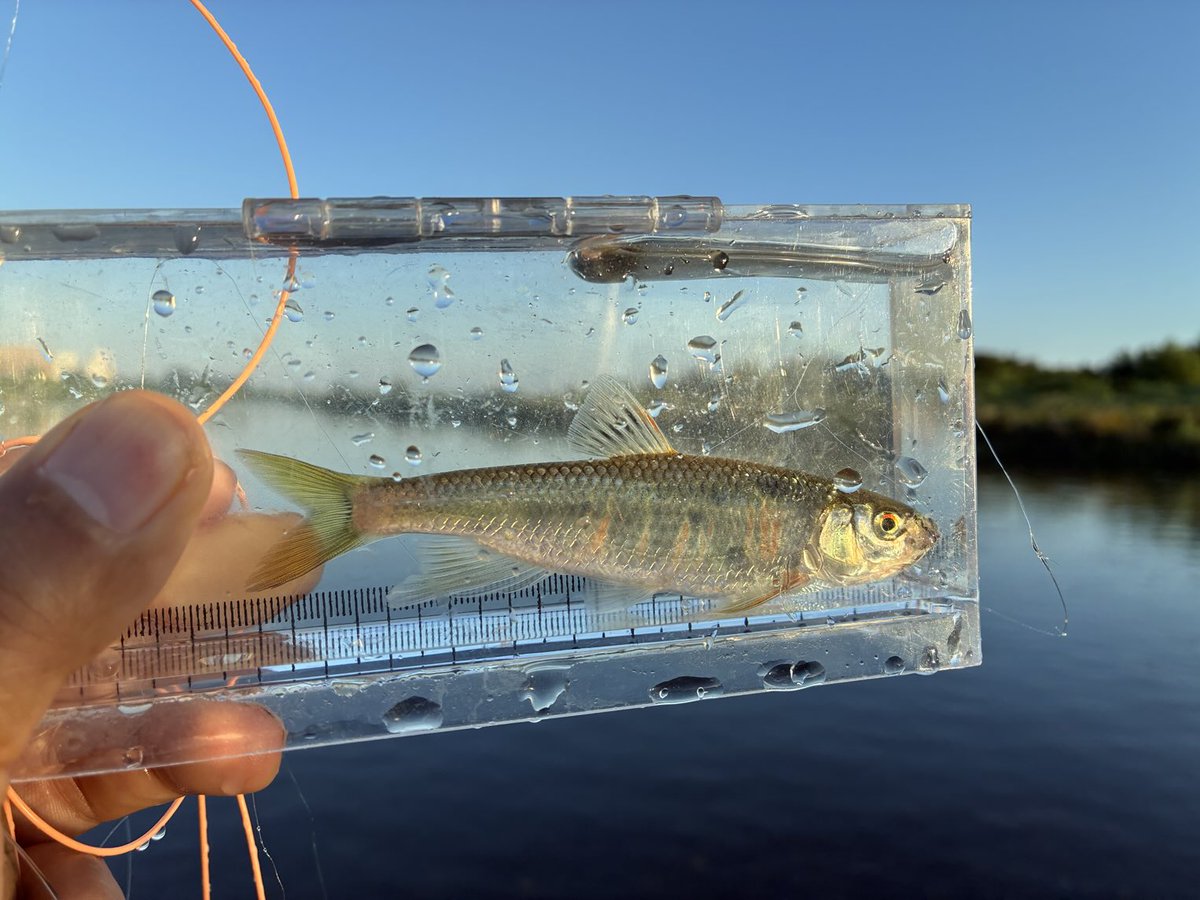 今年初オイカワチャレンジ。暑すぎ！
婚姻色は、次回以降に