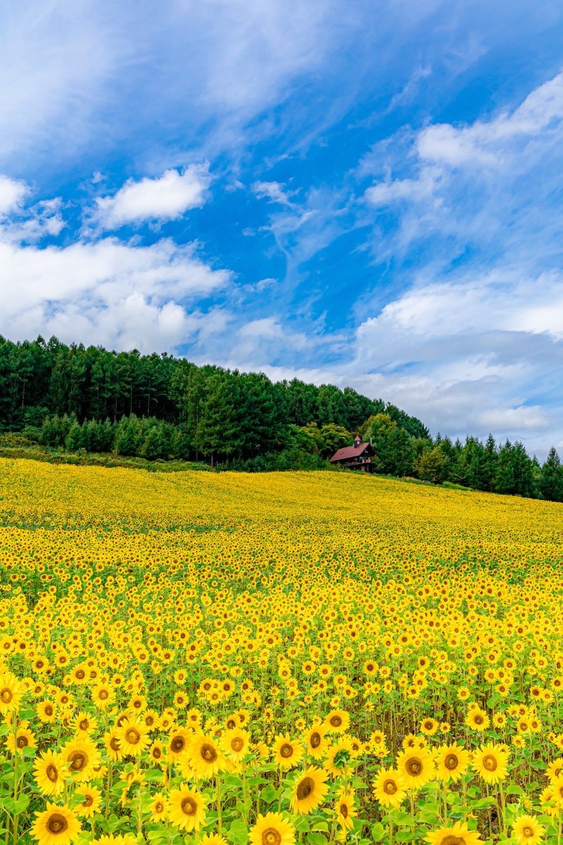北海道の広大すぎるひまわり畑