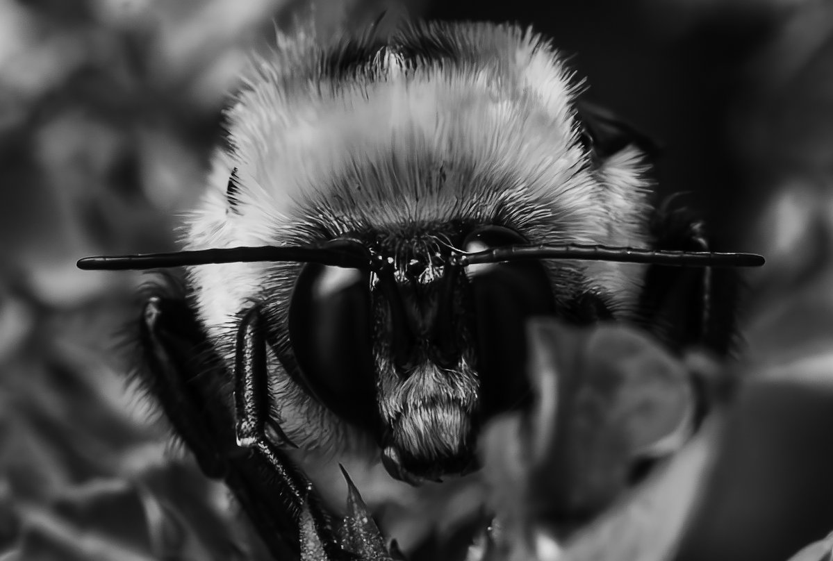 Mark Garfinkel (@pictureboston) on Twitter photo CLOSE up photo of a Bumble Bee that I photographed in black and white yesterday. #Leica #LeicaMacro
<a href="/NBC10Boston/">NBC10 Boston</a> CLOSE up photo of a Bumble Bee that I photographed in black and white yesterday. #Leica #LeicaMacro
<a href="/NBC10Boston/">NBC10 Boston</a>