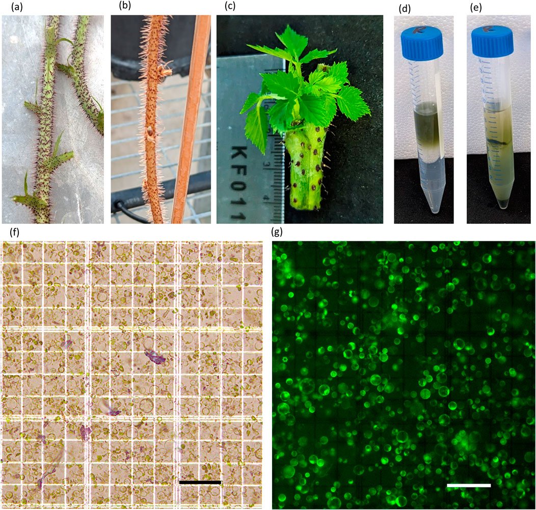 WIMI Biotech tweet media