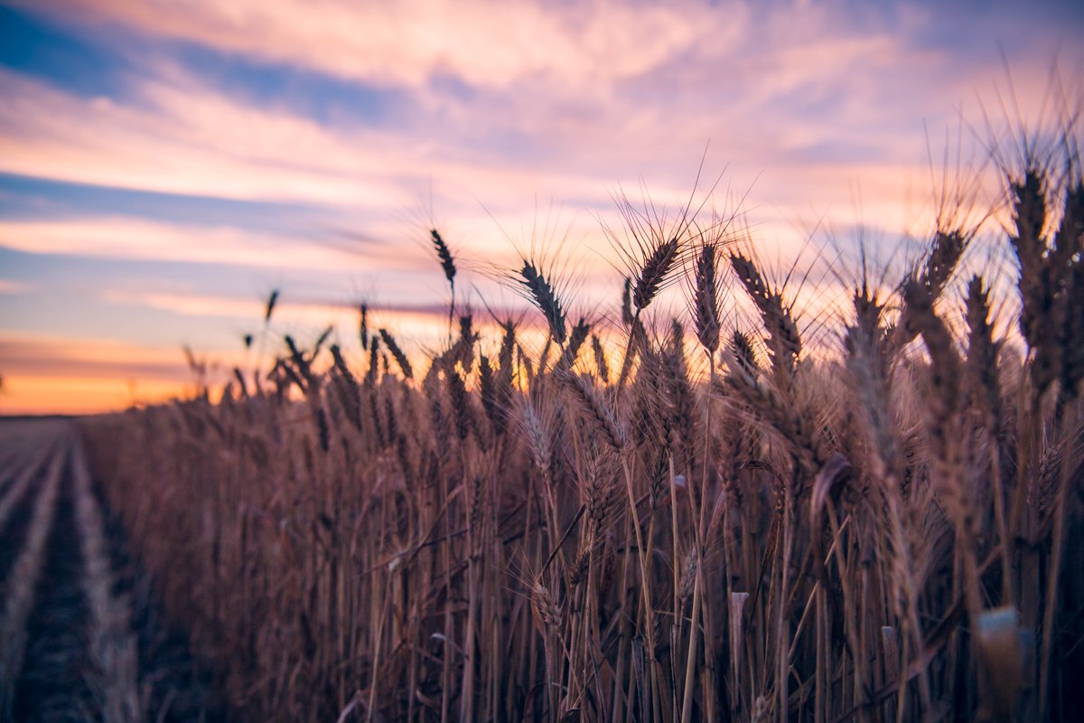 theGRDC's tweet image. A new $39M, 5-year national initiative will help grain growers monitor, manage & report farm-scale GHG emissions.
Low Emissions Intensity Farming Systems (#LEIFS) will offer practical tools to reduce risk & align with GHG markets and sustainability schemes.
Full story:…