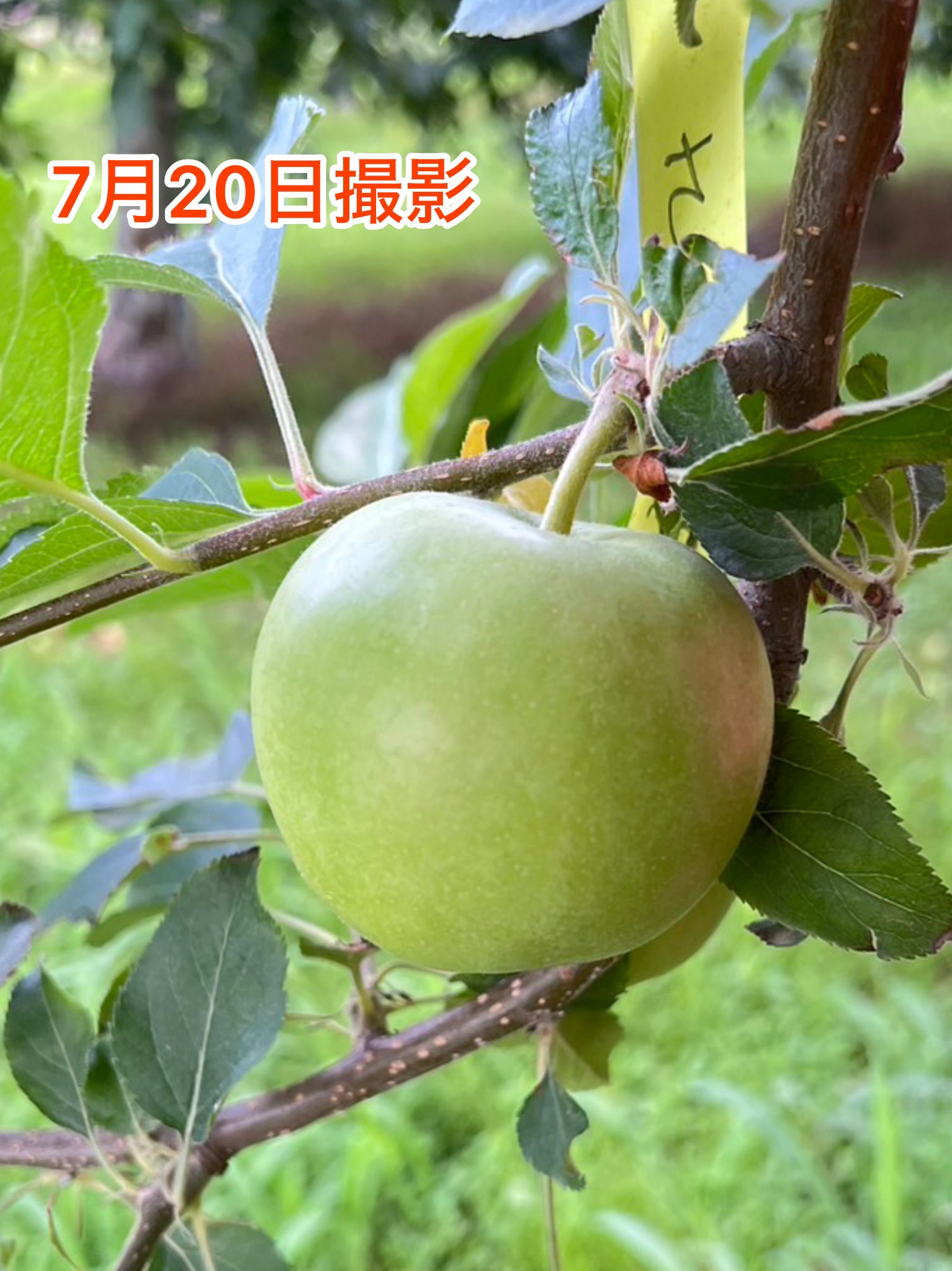 健康果実 青森りんご on X: 