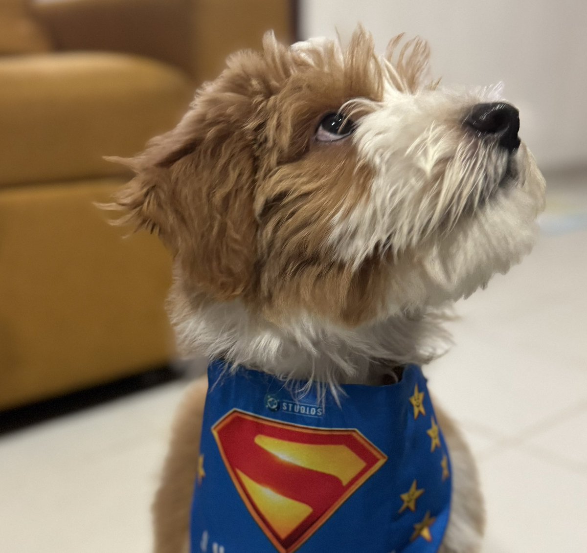 Bueno en el día perruno! Feliz día mi amigo querido!