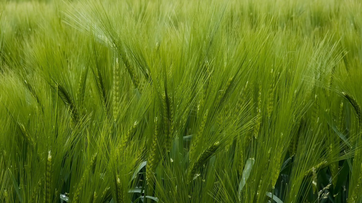 An international research team led by the IPK Leibniz Institute constructed a pangenome of barley's closest wild relative, Hordeum bulbosum. Read details in #BiotechUpdates: bit.ly/4m5op4L