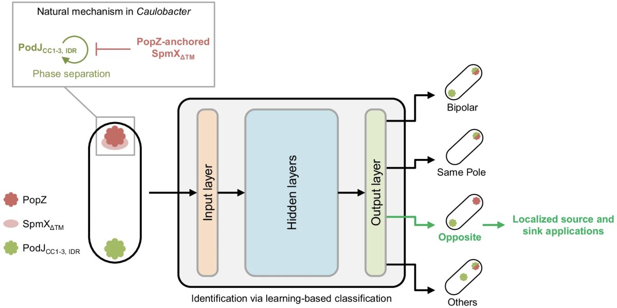 paperperday's tweet image. Construction and phenotypic classification of synthetic dual-pole Escherichia coli cells
"a genetic circuit that enables two distinct scaffolding proteins to localize at opposite poles in E. coli"
nature.com/articles/s4200…