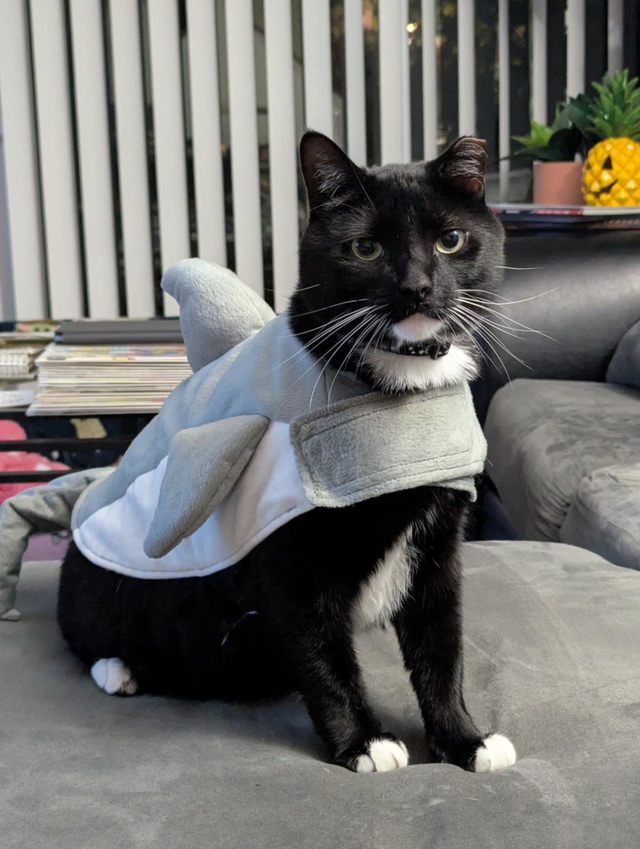 StipplingV's tweet image. One year anniversary since we got Shark Bite #SharkWeek2025