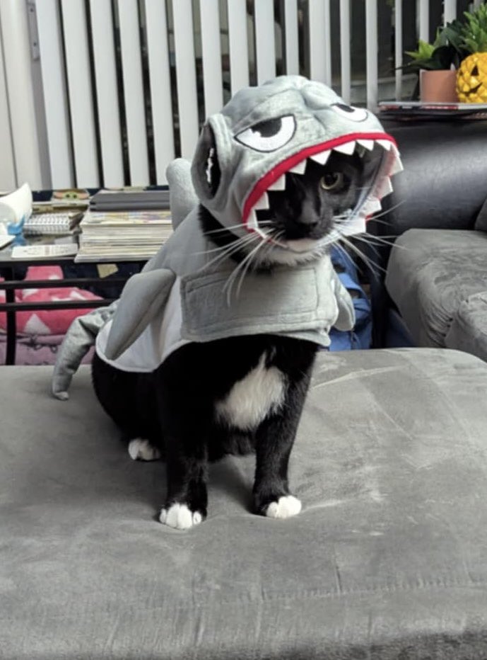 StipplingV's tweet image. One year anniversary since we got Shark Bite #SharkWeek2025