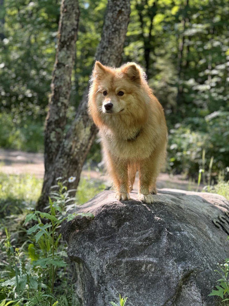 Mikesjournal's tweet image. Just spotted a deer. The dog ended up “herding” it all the way back to the camp. Not sure who was more surprised, dog, deer, or Dad. Champ just please don’t try it with a bear.