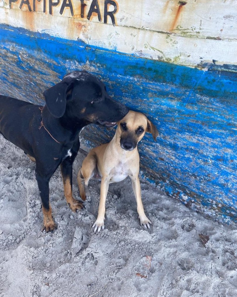Belinda está en el muelle de pescadores en Pampatar. Necesita urgentemente ser esterilizada, no hemos encontrado quien la apadrine. El costo de la cirugía es 35$. Se transfiere directo a la Clínica Control Etico Animal tienen pago móvil y zelle (prestado) 🧵