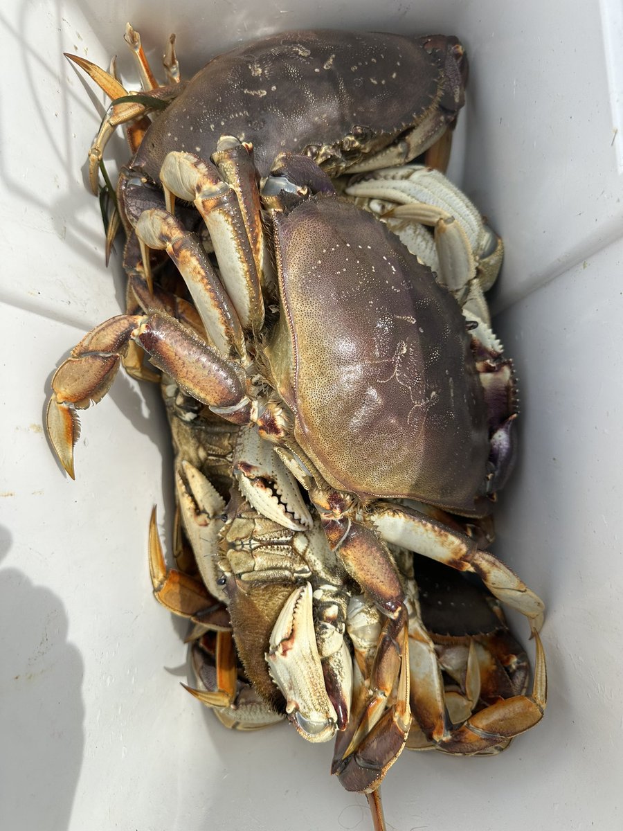 trengriffin's tweet image. Less than 3 miles from my house you can harvest Dungeness crabs. Sunday/Monday only; limit five per person per day. The crabs I just cooked are on the left and just the body meat of the crabs in the bowl. The legs alone = dinner for two. No sauce or butter needed. 🦀 🦀 🦀 🦀 🦀