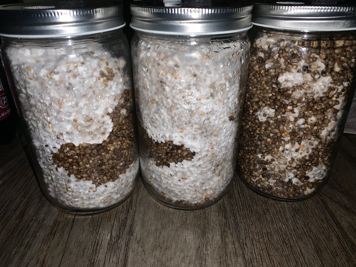 So excited!! Purple mystic mushrooms almost ready to start the growing process!!!!! These are so cool to watch grow through their stages!!