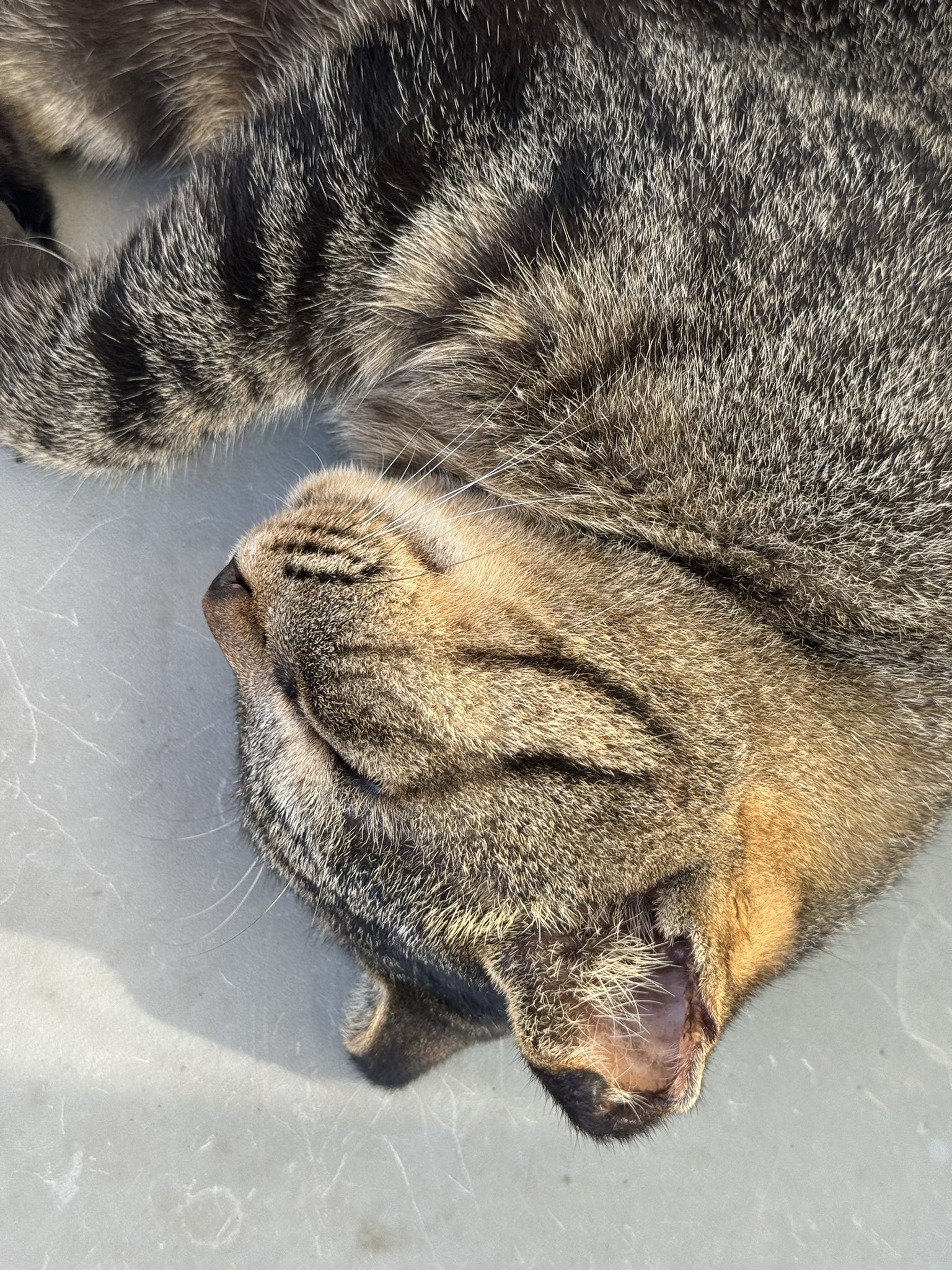 ねこねこ motohiko sakaguti on X: 