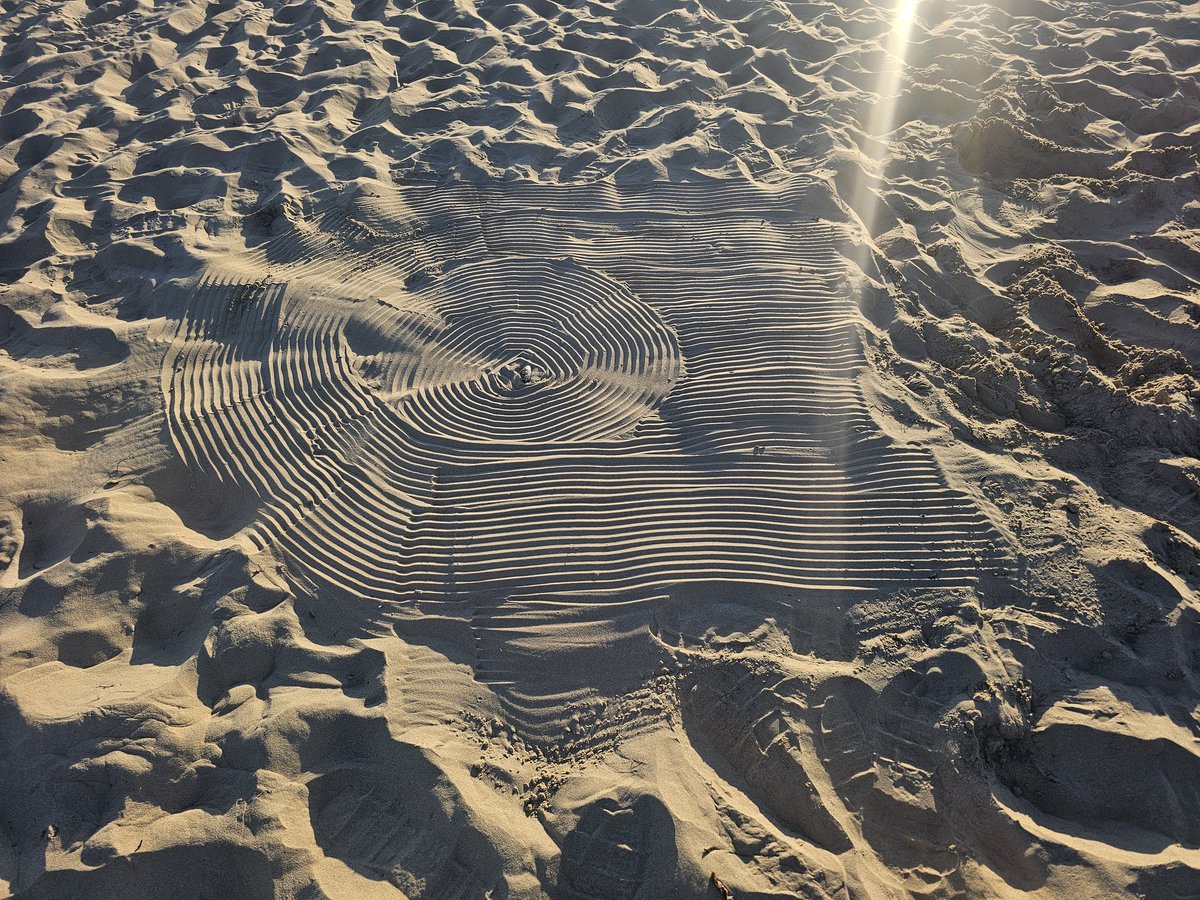 Found this on the beach.... what critter made this?