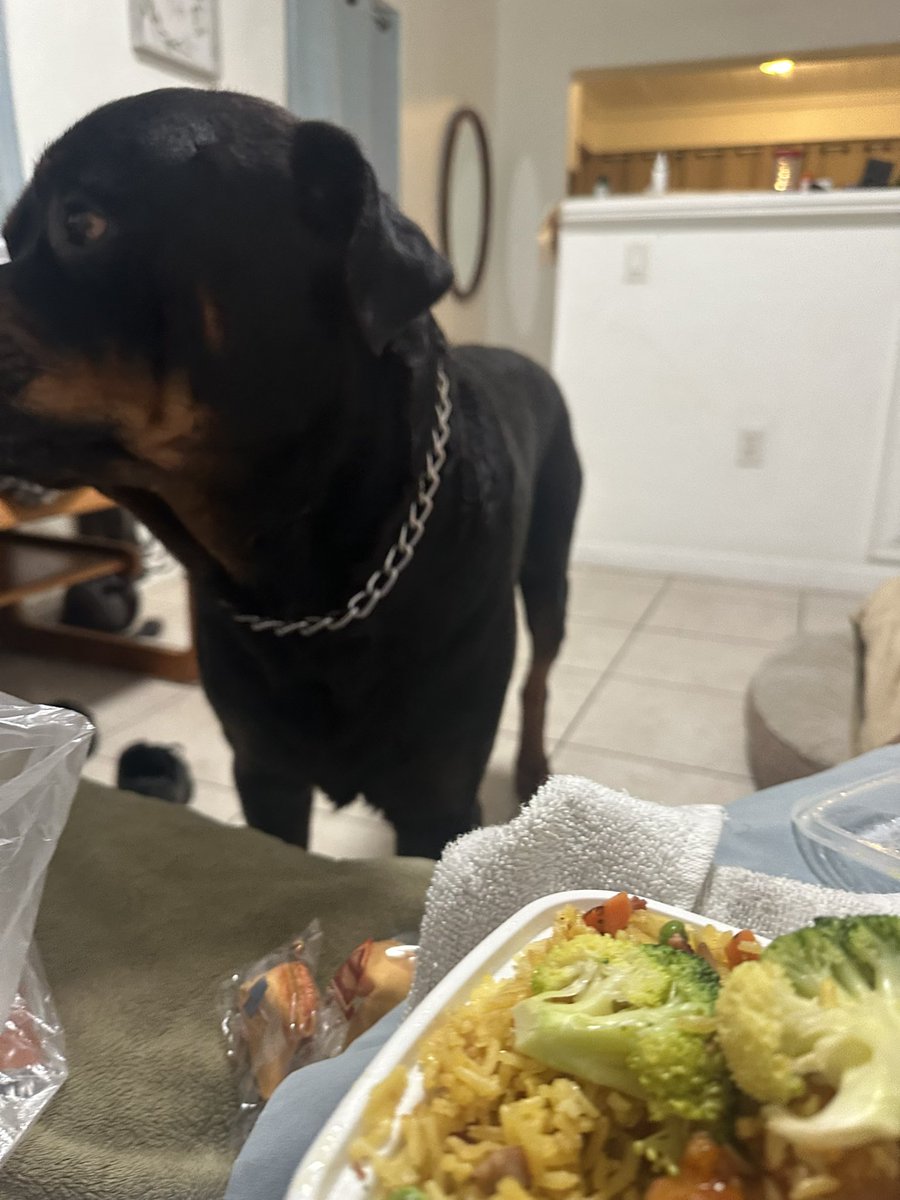 Gaurddog22's tweet image. MAGA Merle wants me to tell everyone that he is not begging, he is not even looking👀 ✌🏼🐶❤️
