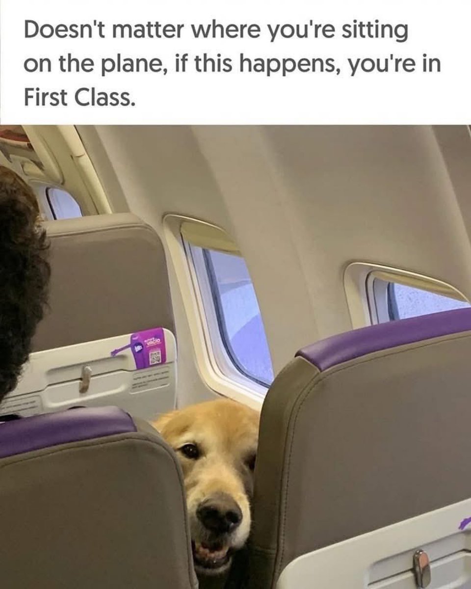 1Travel_Gal's tweet image. I will take the aisle seat 💺 behind this pup 🐶 this would be the best flight ✈️ ever! 🐶 🐾 … I am obsessed with dogs!