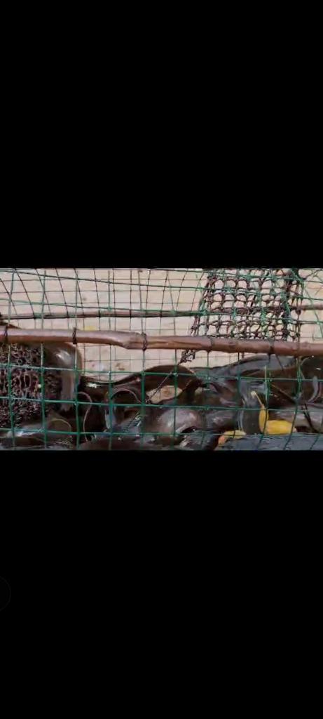 ivanpurba1414's tweet photo. Senin (21/7). Ivan Purba, di KUB OLAK LANCAR, Ds  Olak. Kec. Sungai Mandau, melaporkan hasil tangkapan ikan Lele Rawa 15 Kg, harga jual 30000/Kg dengan alat tangkap Bubu. bulan Juli 2025
#GiatLuhkanSatminkalMedan 
#Siak
#Tangkap https://t.co/6Uqpd1zJZ5