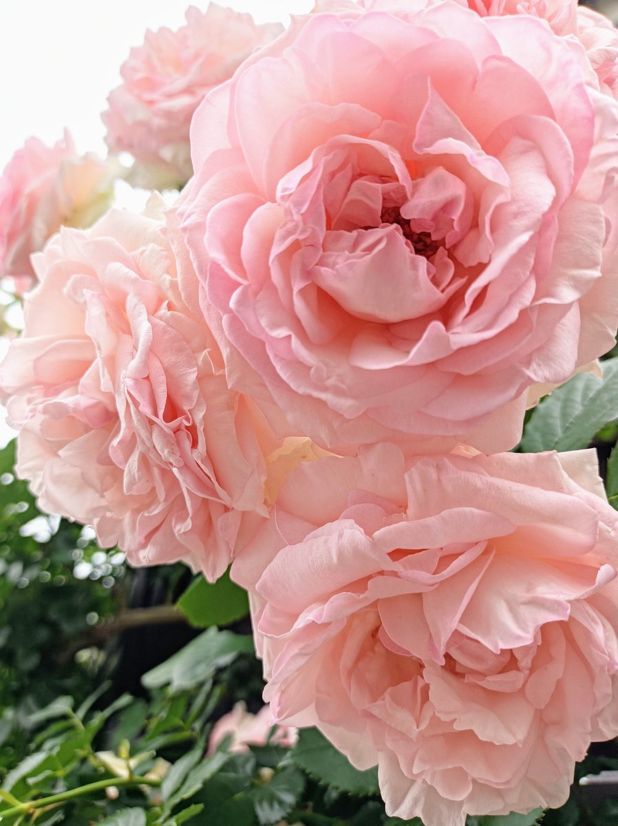 lily49547397's tweet image. 7/21 #日本三景の日… 🏞️
江戸時代の儒学者林鵞峰著書「日本国事跡考」の中で 松島:宮城県
天橋立:京都府
厳島(宮島):広島県
の3ヶ所を“日本三景”として絶賛した事から、林鵞峰の誕生日となる7/21に記念日を…
国の特別名勝全36ヶ所、「日本三景」も指定され…
1957.7.21 #自然公園の日…