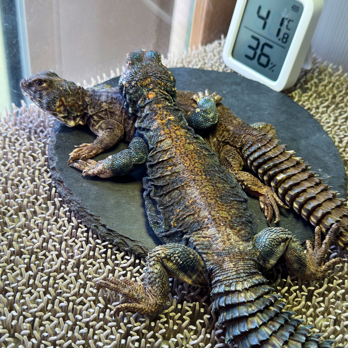 mopmop123456's tweet image. アンティルさん @AntilleReptiles でフォルビートゲオアガマのペアをお迎え
一旦、床材は人工芝で、注文済みのコーンサンドが届き次第、交換する予定
#フォルビートゲオアガマ