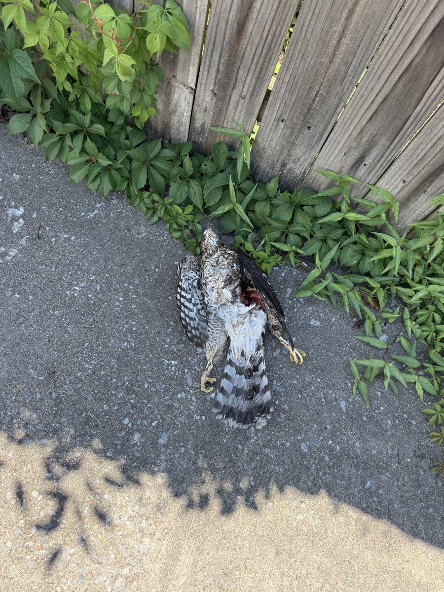 ShermStu_2's tweet image. Today was a very important trash day..
Newborn laid some BOMBS this week to where I double bagged the diaper trash..
But then from left field I found a dead hawk in my driveway this week and had to double bag him too.
Needless to say.. you can smell my cans from a block away..