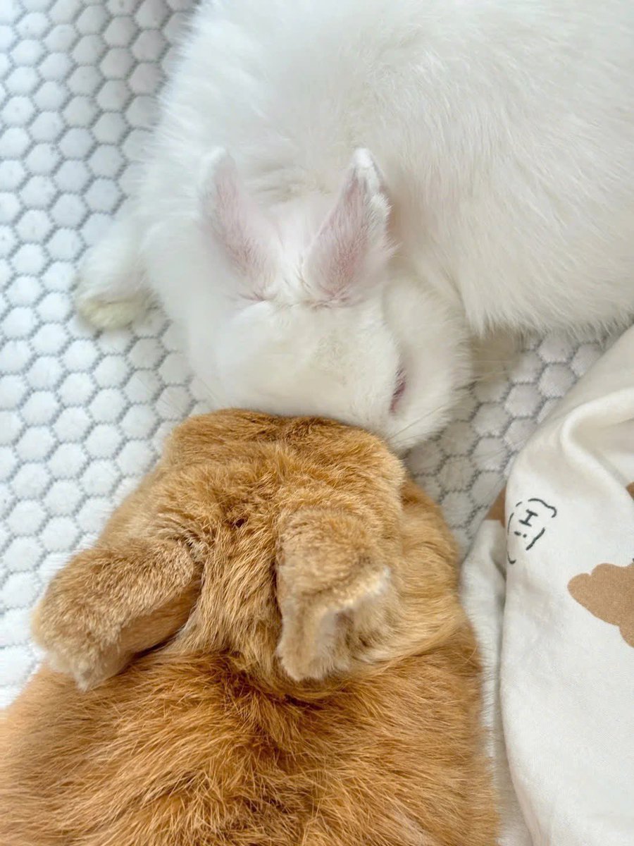 Why you should have a rabbit tweet media