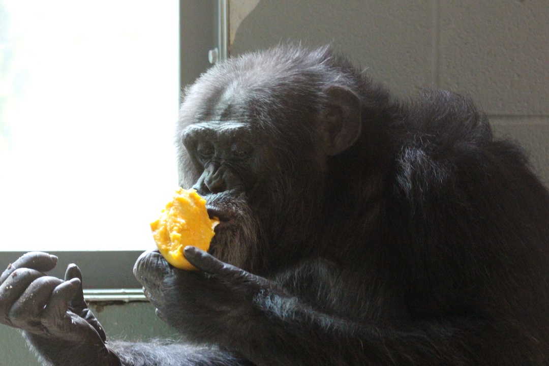 ChimpSanctuary's tweet image. Video of Gordo&apos;s 37th Birthday Celebration &amp;amp; Happy Birthday Betsy Cow -  chimpsnw.org/2025/07/video-…