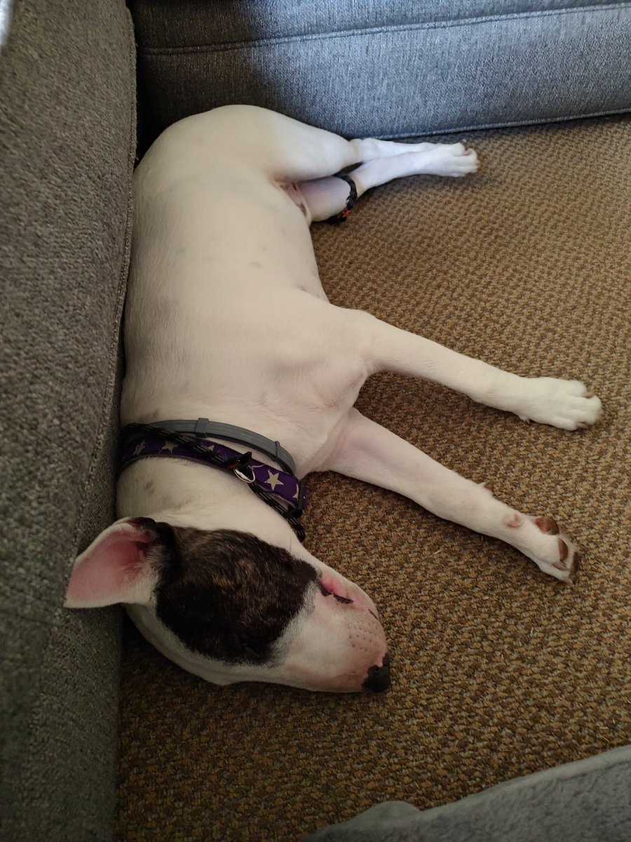 rexthetvterrier's tweet image. Goodnight everyone 💞. Dream of a better world ☮️. I know that's not easy right now. #Goodnighteveryone #KindnessMatters #WeMissYouRex #Dogs #LoveYouRex #SweetDreamsSpike
